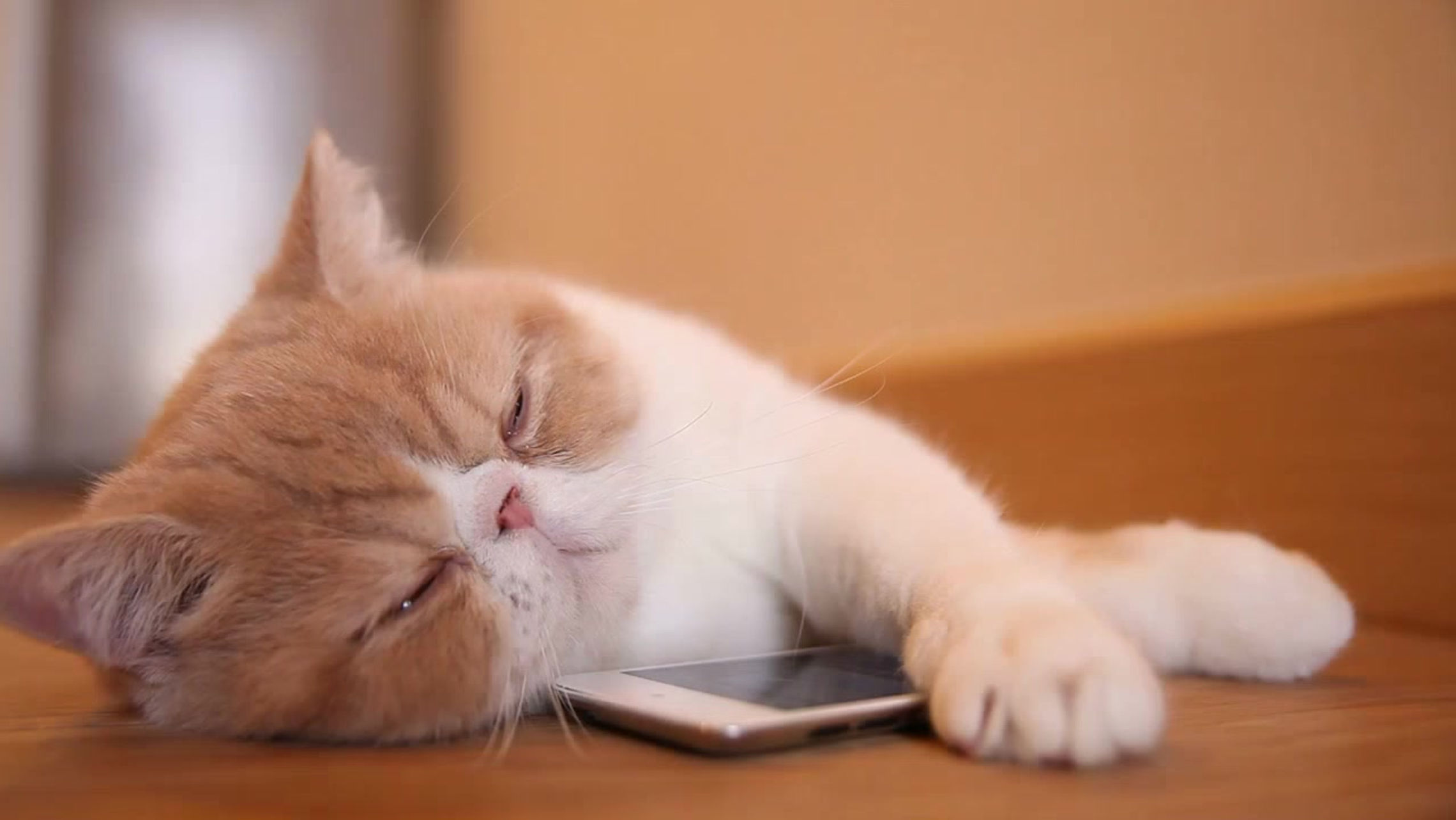 Sleepy cat finds job with Jexter